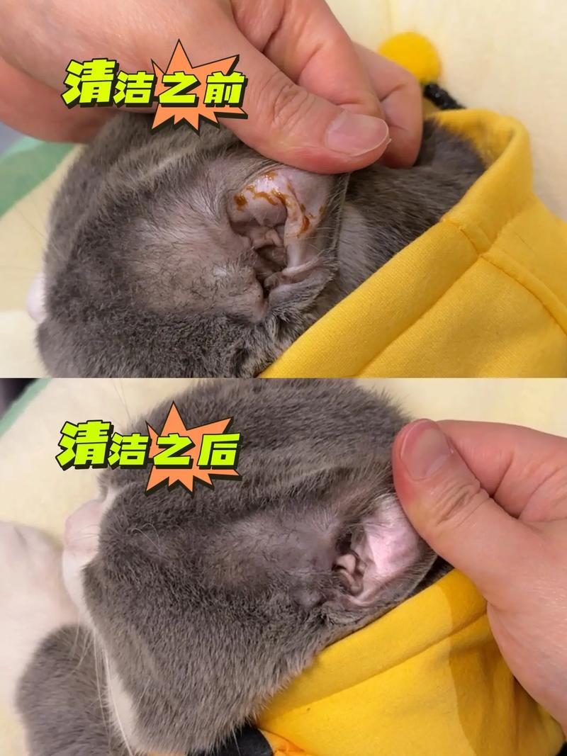如何给猫咪清理耳朵_如何给猫咪清理耳朵视频-第1张图片-后鲨宠物 如何给猫咪清理耳朵_如何给猫咪清理耳朵视频-第1张图片-后鲨宠物