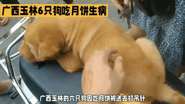 狗狗能吃月饼吗,狗狗能吃月饼么?-第3张图片-后鲨宠物 狗狗能吃月饼吗,狗狗能吃月饼么?-第3张图片-后鲨宠物