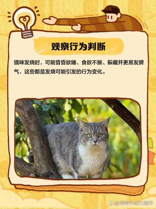 猫咪发烧的表现_猫咪发烧的状况-第2张图片-后鲨宠物 猫咪发烧的表现_猫咪发烧的状况-第2张图片-后鲨宠物