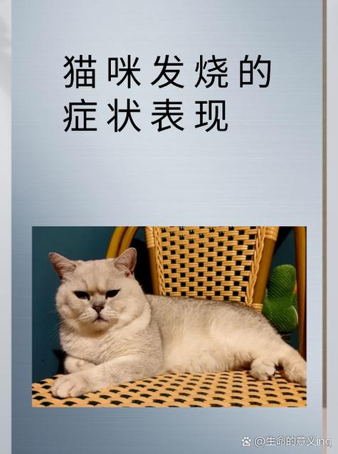 猫咪发烧的表现_猫咪发烧的状况-第3张图片-后鲨宠物 猫咪发烧的表现_猫咪发烧的状况-第3张图片-后鲨宠物