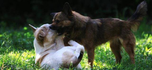 狗狗多大发情期,狗狗多大发情期不会怀孕?-第4张图片-后鲨宠物 狗狗多大发情期,狗狗多大发情期不会怀孕?-第4张图片-后鲨宠物