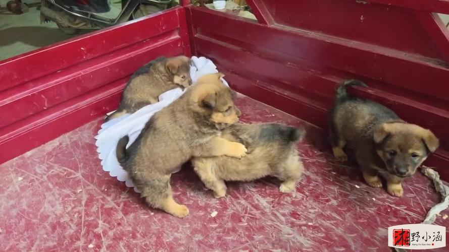 狗狗多大发情期,狗狗多大发情期不会怀孕?-第5张图片-后鲨宠物 狗狗多大发情期,狗狗多大发情期不会怀孕?-第5张图片-后鲨宠物