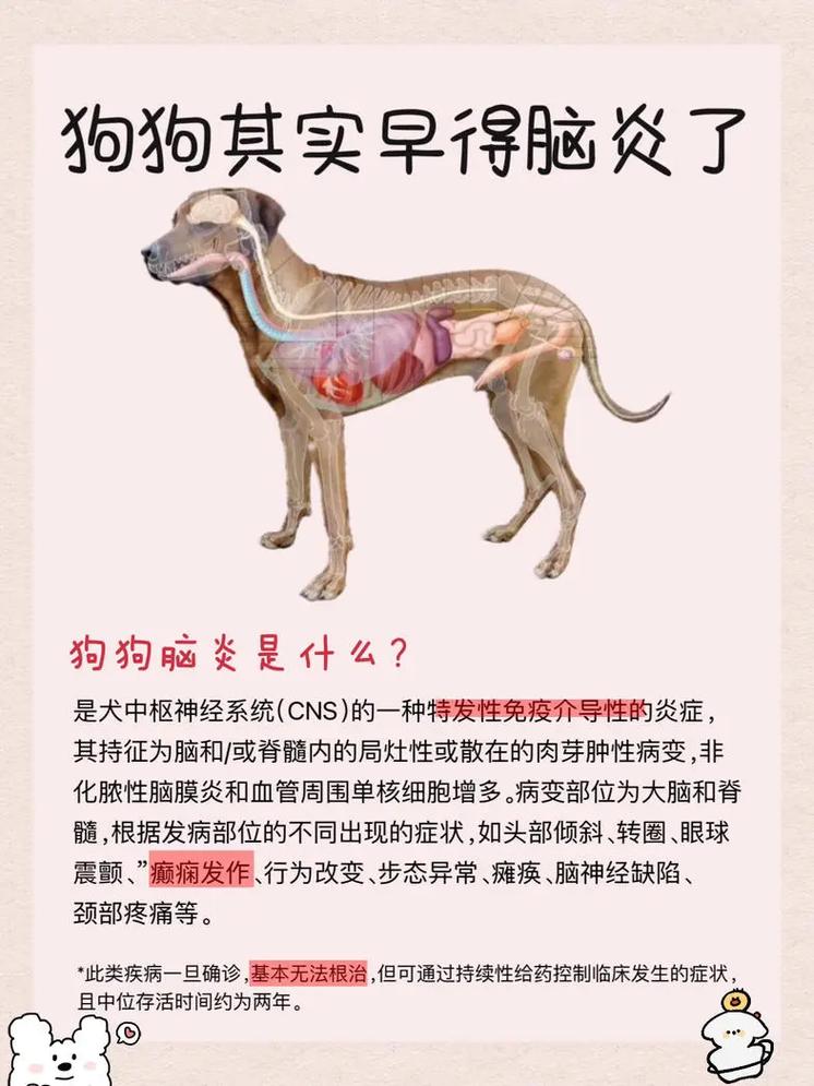 狗狗脑炎能治好吗,狗狗脑炎能治得好,大概花多少钱?-第4张图片-后鲨宠物 狗狗脑炎能治好吗,狗狗脑炎能治得好,大概花多少钱?-第4张图片-后鲨宠物