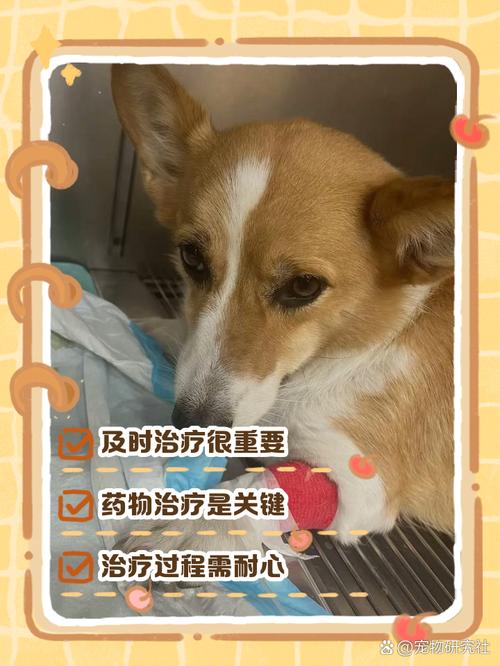 狗狗脑炎能治好吗,狗狗脑炎能治得好,大概花多少钱?-第5张图片-后鲨宠物 狗狗脑炎能治好吗,狗狗脑炎能治得好,大概花多少钱?-第5张图片-后鲨宠物