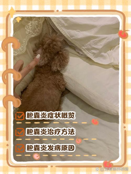 狗狗胆囊炎的早期症状,狗狗胆囊炎多少天能治好?-第1张图片-后鲨宠物 狗狗胆囊炎的早期症状,狗狗胆囊炎多少天能治好?-第1张图片-后鲨宠物