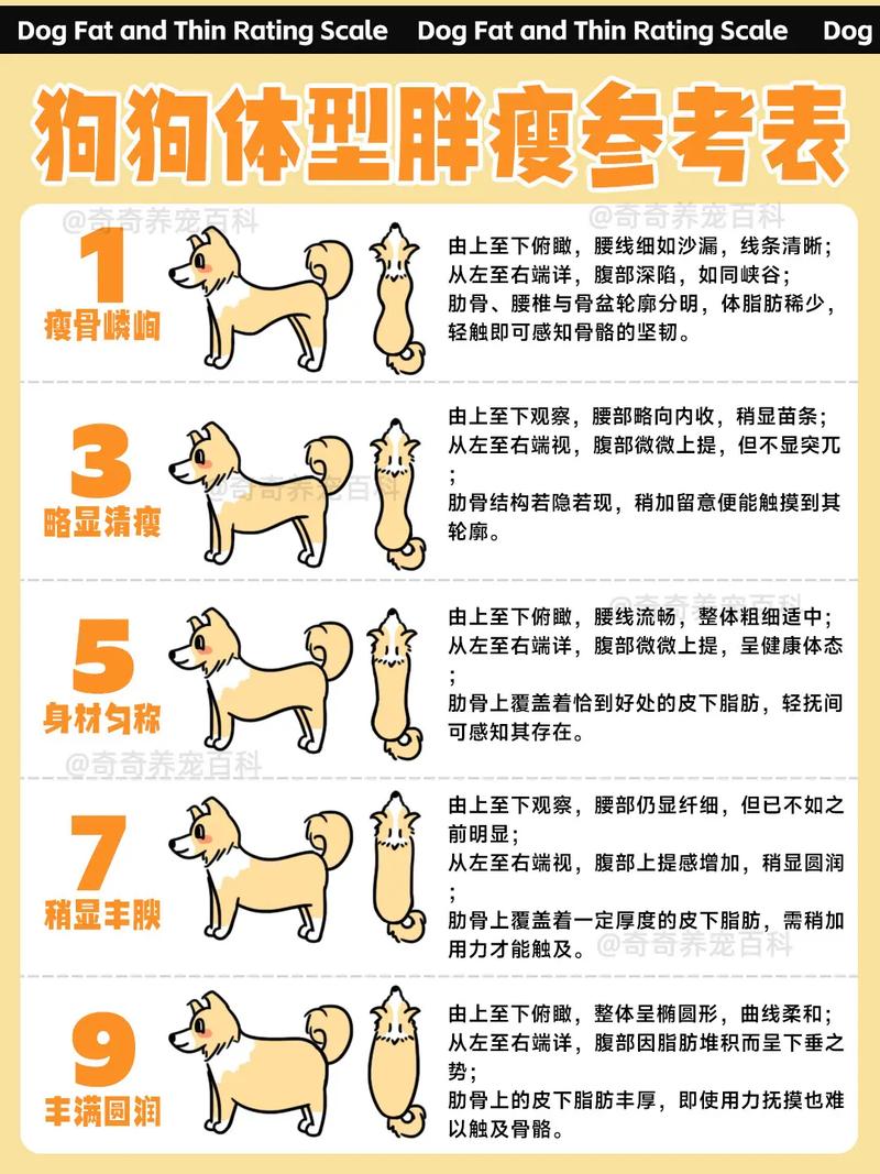 怎么判断狗狗是否健康,怎么判断狗狗是否健康?-第2张图片-后鲨宠物 怎么判断狗狗是否健康,怎么判断狗狗是否健康?-第2张图片-后鲨宠物