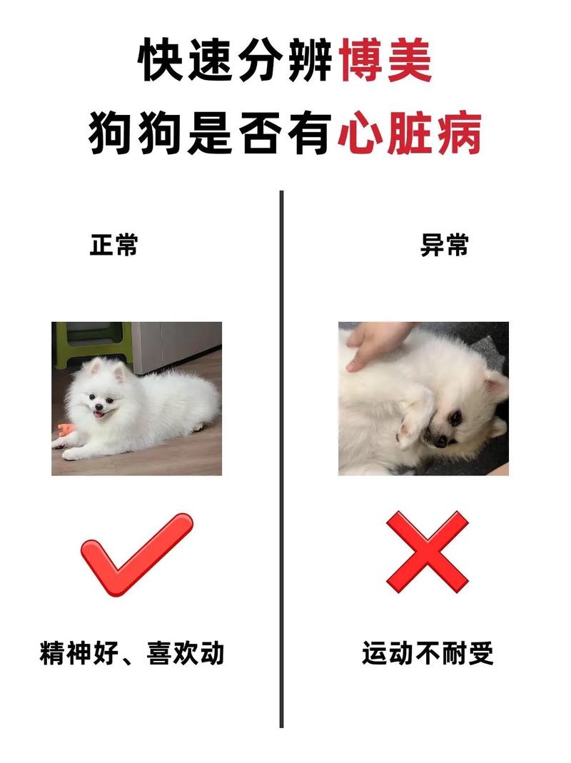 怎么判断狗狗是否健康,怎么判断狗狗是否健康?-第4张图片-后鲨宠物 怎么判断狗狗是否健康,怎么判断狗狗是否健康?-第4张图片-后鲨宠物