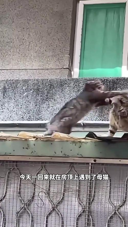 猫咪突然变得很凶_猫咪突然变得很凶想咬人还一直叫-第3张图片-后鲨宠物 猫咪突然变得很凶_猫咪突然变得很凶想咬人还一直叫-第3张图片-后鲨宠物