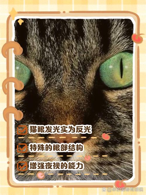 猫咪的眼睛为什么会发光,猫为什么眼睛会发亮-第1张图片-后鲨宠物 猫咪的眼睛为什么会发光,猫为什么眼睛会发亮-第1张图片-后鲨宠物