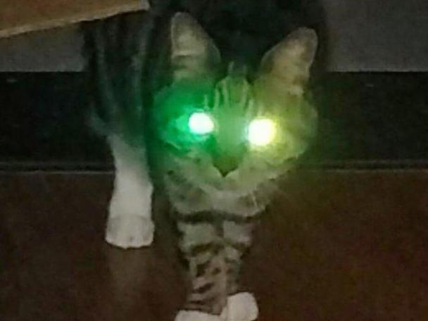 猫咪的眼睛为什么会发光,猫为什么眼睛会发亮-第4张图片-后鲨宠物 猫咪的眼睛为什么会发光,猫为什么眼睛会发亮-第4张图片-后鲨宠物