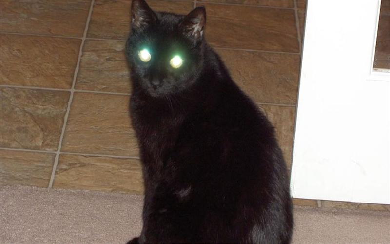 猫咪的眼睛为什么会发光,猫为什么眼睛会发亮-第5张图片-后鲨宠物 猫咪的眼睛为什么会发光,猫为什么眼睛会发亮-第5张图片-后鲨宠物