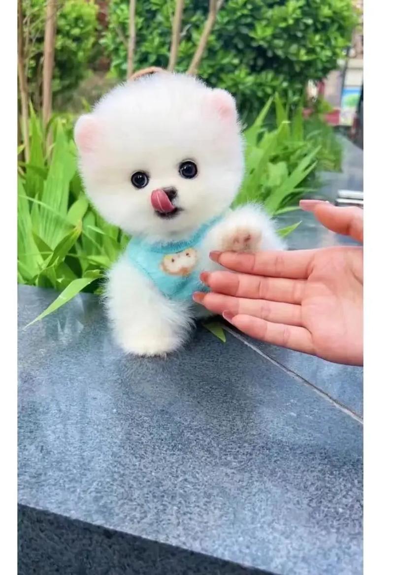 博美狗狗多少钱一只,博美狗狗多少钱一只纯种-第1张图片-后鲨宠物 博美狗狗多少钱一只,博美狗狗多少钱一只纯种-第1张图片-后鲨宠物