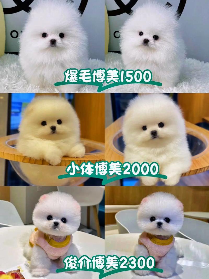 博美狗狗多少钱一只,博美狗狗多少钱一只纯种-第4张图片-后鲨宠物 博美狗狗多少钱一只,博美狗狗多少钱一只纯种-第4张图片-后鲨宠物