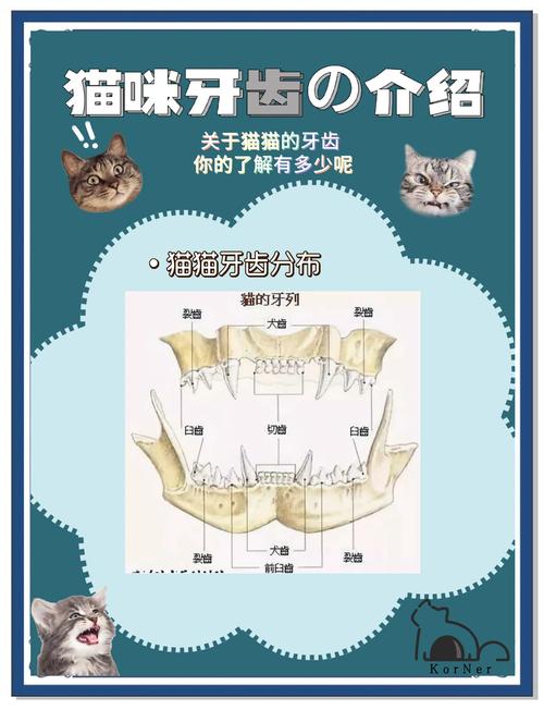 猫咪几个月开始换牙,猫咪几个月换牙完成-第2张图片-后鲨宠物 猫咪几个月开始换牙,猫咪几个月换牙完成-第2张图片-后鲨宠物