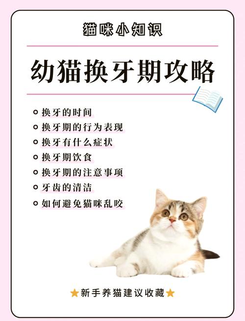 猫咪几个月开始换牙,猫咪几个月换牙完成-第1张图片-后鲨宠物 猫咪几个月开始换牙,猫咪几个月换牙完成-第1张图片-后鲨宠物