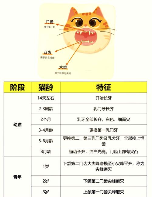 猫咪几个月开始换牙,猫咪几个月换牙完成-第4张图片-后鲨宠物 猫咪几个月开始换牙,猫咪几个月换牙完成-第4张图片-后鲨宠物