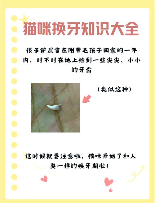 猫咪几个月开始换牙,猫咪几个月换牙完成-第5张图片-后鲨宠物 猫咪几个月开始换牙,猫咪几个月换牙完成-第5张图片-后鲨宠物