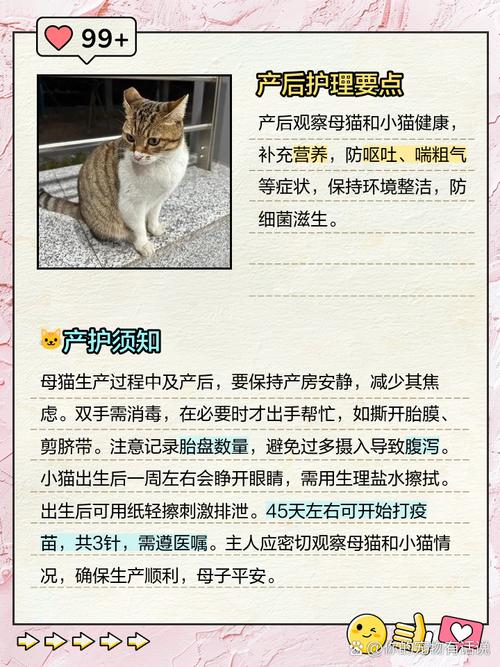 猫咪生了怎么办,猫咪生完小猫后吃什么补身体?-第3张图片-后鲨宠物 猫咪生了怎么办,猫咪生完小猫后吃什么补身体?-第3张图片-后鲨宠物