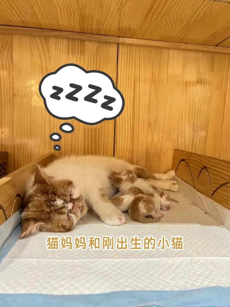猫咪生了怎么办,猫咪生完小猫后吃什么补身体?-第5张图片-后鲨宠物 猫咪生了怎么办,猫咪生完小猫后吃什么补身体?-第5张图片-后鲨宠物