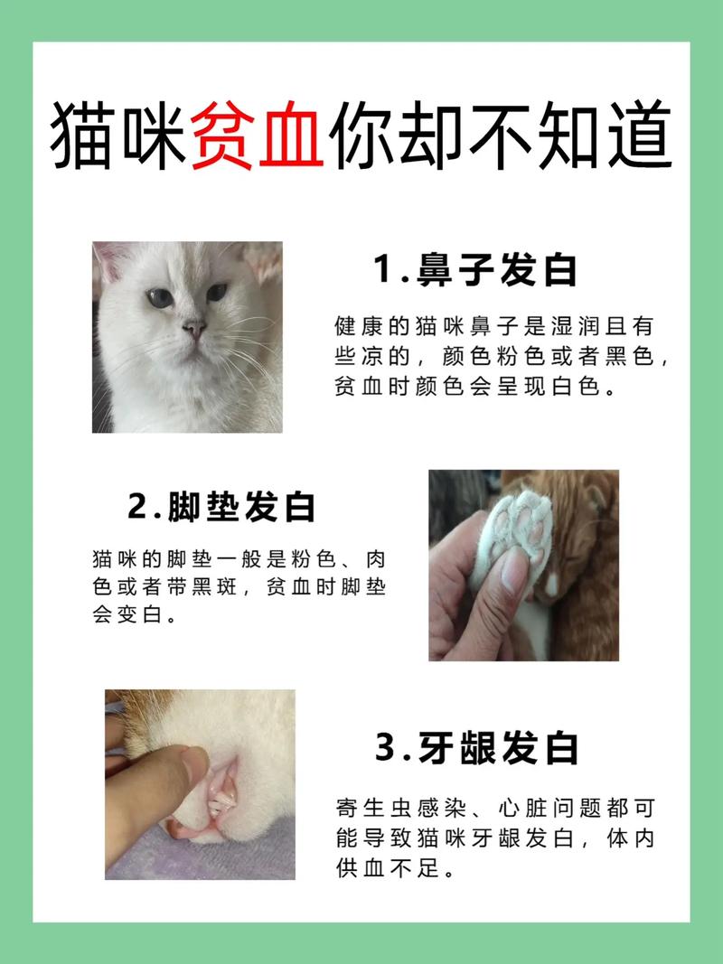 猫咪贫血怎么补_猫咪贫血补充什么维生素-第1张图片-后鲨宠物 猫咪贫血怎么补_猫咪贫血补充什么维生素-第1张图片-后鲨宠物