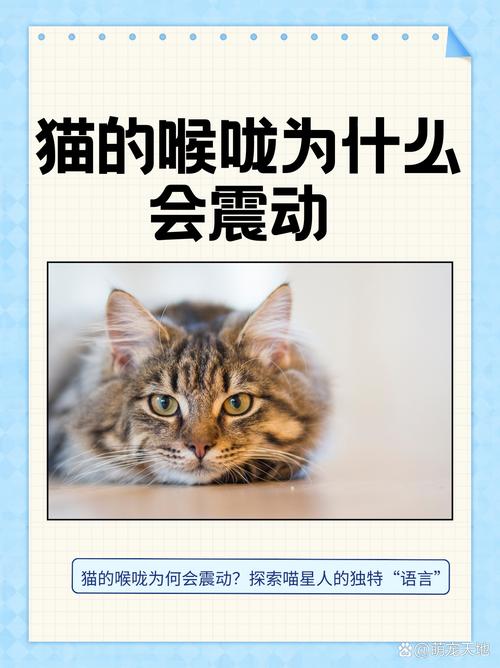 猫咪有变声期吗_猫咪有变声器吗-第5张图片-后鲨宠物 猫咪有变声期吗_猫咪有变声器吗-第5张图片-后鲨宠物