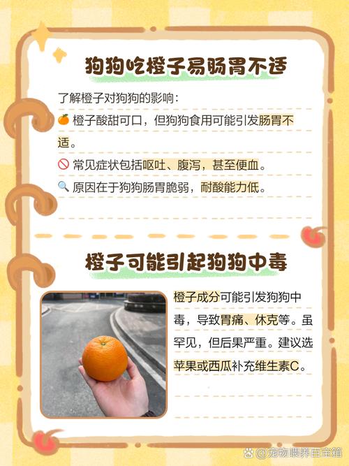 狗狗能吃橙子吗_狗狗能吃橙子吗泰迪可以吃吗-第5张图片-后鲨宠物 狗狗能吃橙子吗_狗狗能吃橙子吗泰迪可以吃吗-第5张图片-后鲨宠物