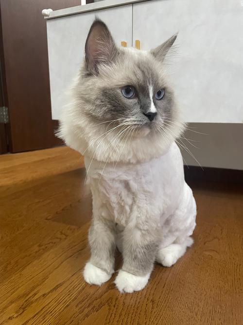 猫咪夏天要剃毛吗,猫夏天剃毛好吗?-第1张图片-后鲨宠物 猫咪夏天要剃毛吗,猫夏天剃毛好吗?-第1张图片-后鲨宠物