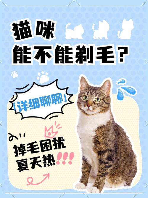 猫咪夏天要剃毛吗,猫夏天剃毛好吗?-第5张图片-后鲨宠物 猫咪夏天要剃毛吗,猫夏天剃毛好吗?-第5张图片-后鲨宠物