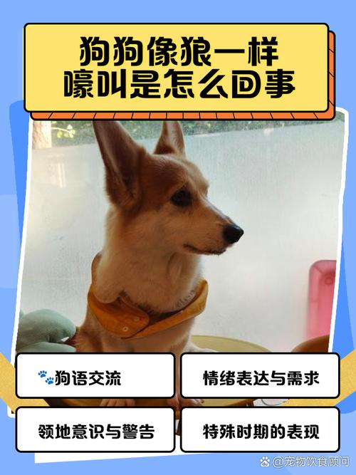 狗狗发出狼叫声的原因,狗狗发出狼叫声的原因分析-第1张图片-后鲨宠物 狗狗发出狼叫声的原因,狗狗发出狼叫声的原因分析-第1张图片-后鲨宠物