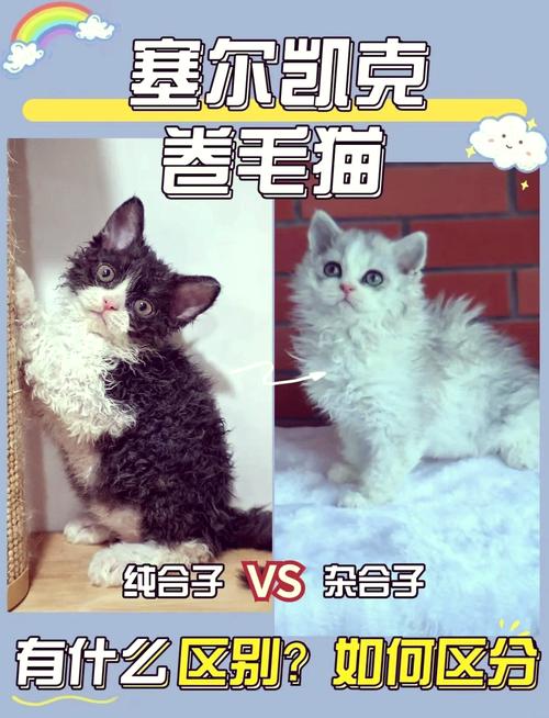 毛球症的猫咪怎么治疗，猫咪毛球症有哪些危害?怎么有效治疗?？-第1张图片-后鲨宠物