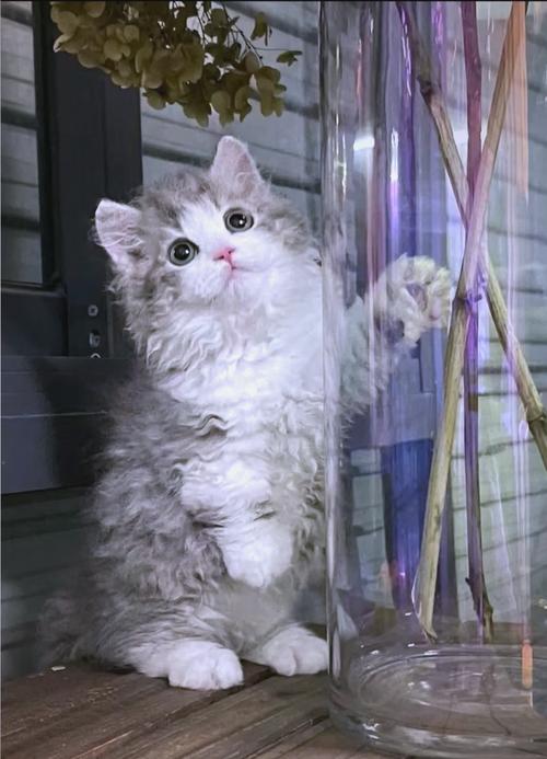 毛球症的猫咪怎么治疗，猫咪毛球症有哪些危害?怎么有效治疗?？-第2张图片-后鲨宠物