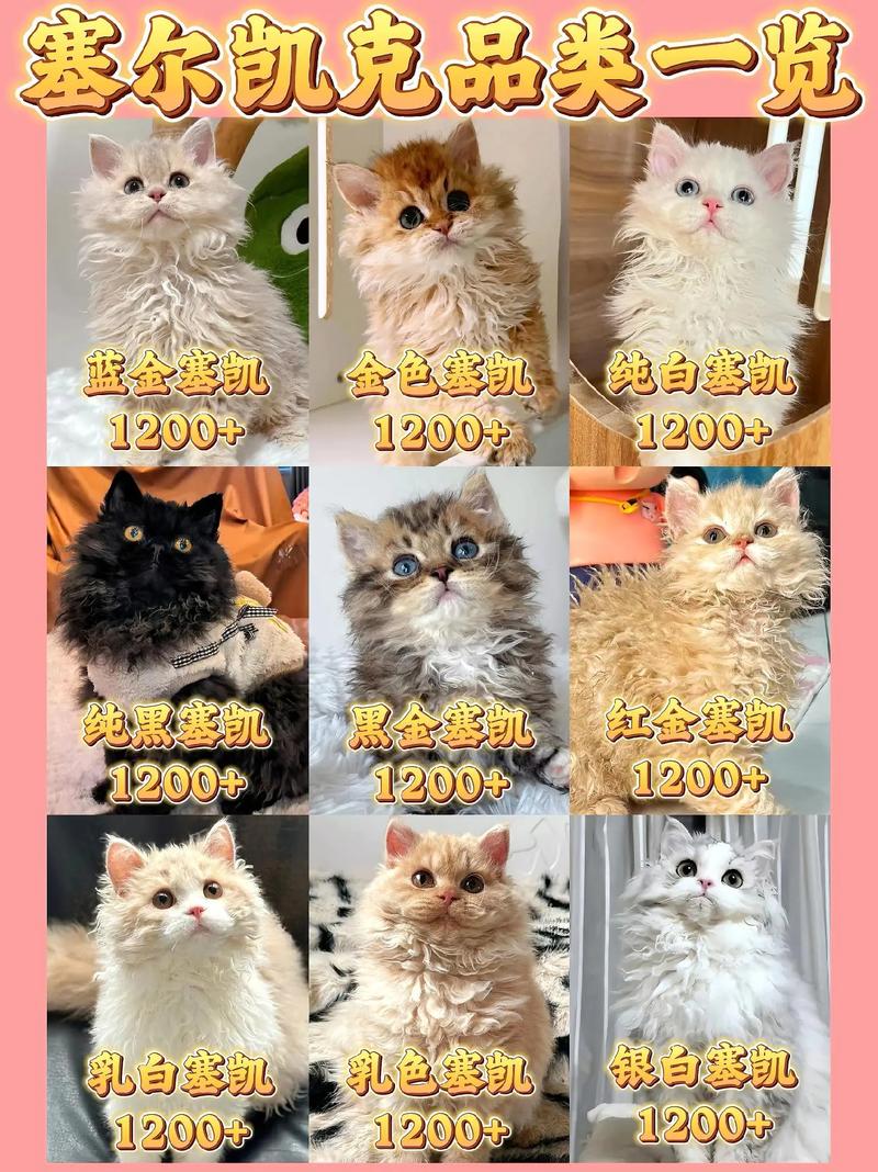 毛球症的猫咪怎么治疗，猫咪毛球症有哪些危害?怎么有效治疗?？-第3张图片-后鲨宠物