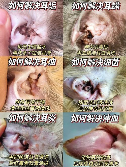 猫咪耳螨怎么得的,猫咪耳螨形成原因?-第2张图片-后鲨宠物 猫咪耳螨怎么得的,猫咪耳螨形成原因?-第2张图片-后鲨宠物