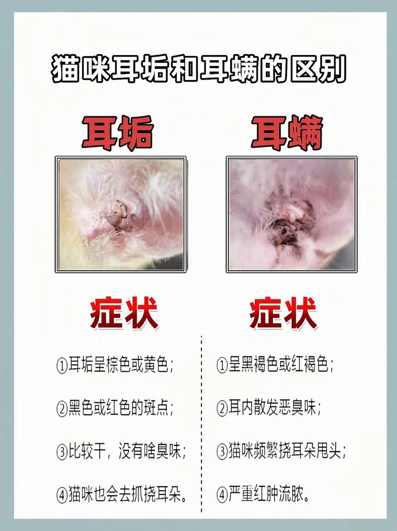 猫咪耳螨怎么得的,猫咪耳螨形成原因?-第6张图片-后鲨宠物 猫咪耳螨怎么得的,猫咪耳螨形成原因?-第6张图片-后鲨宠物