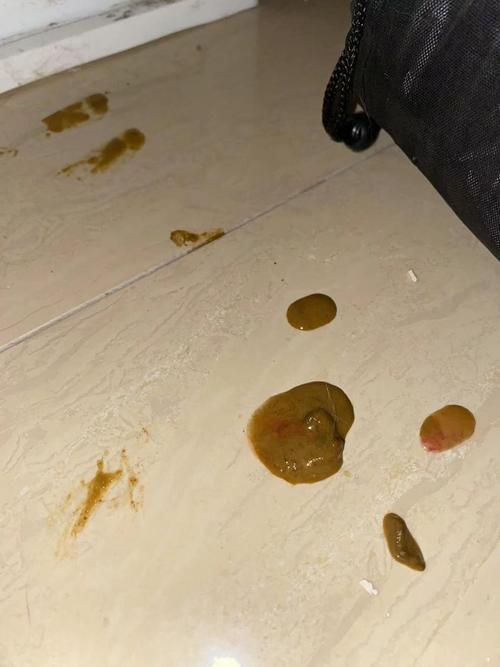 猫咪拉稀带血怎么回事,猫咪拉稀带血的原因-第4张图片-后鲨宠物 猫咪拉稀带血怎么回事,猫咪拉稀带血的原因-第4张图片-后鲨宠物