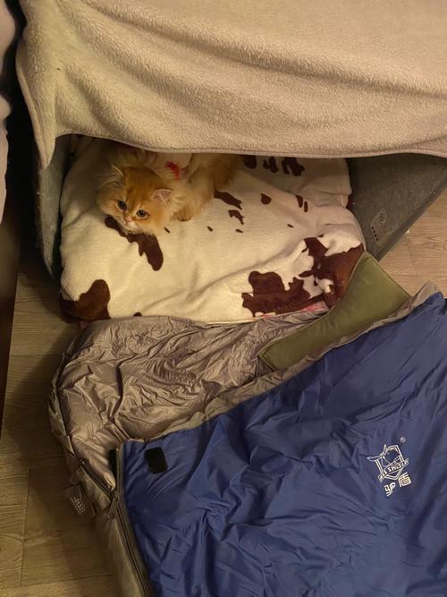 猫咪打完疫苗拉稀,猫咪打完疫苗拉稀呕吐-第4张图片-后鲨宠物 猫咪打完疫苗拉稀,猫咪打完疫苗拉稀呕吐-第4张图片-后鲨宠物