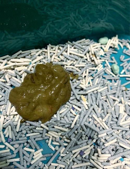 猫咪打完疫苗拉稀,猫咪打完疫苗拉稀呕吐-第5张图片-后鲨宠物 猫咪打完疫苗拉稀,猫咪打完疫苗拉稀呕吐-第5张图片-后鲨宠物