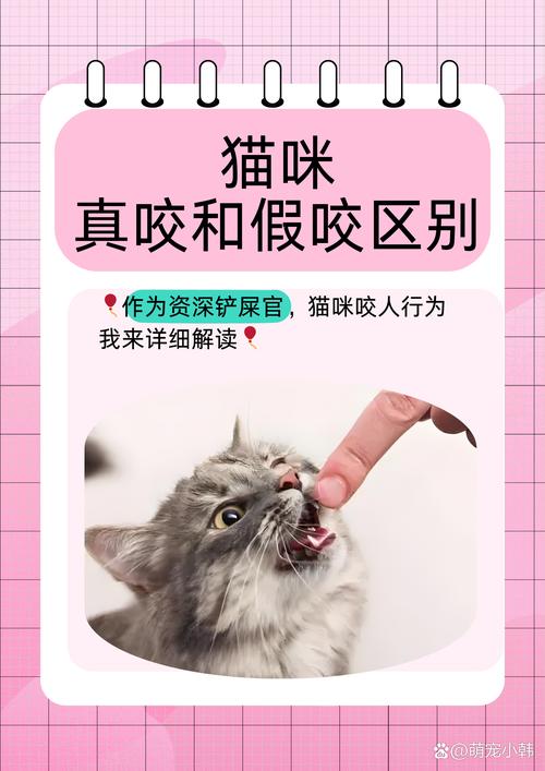 猫咪乱咬东西怎么办的简单介绍-第1张图片-后鲨宠物 猫咪乱咬东西怎么办的简单介绍-第1张图片-后鲨宠物