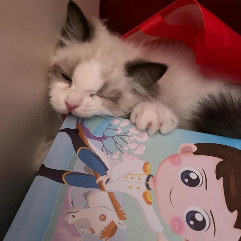 猫咪乱咬东西怎么办的简单介绍-第4张图片-后鲨宠物 猫咪乱咬东西怎么办的简单介绍-第4张图片-后鲨宠物