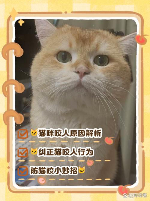 猫咪乱咬东西怎么办的简单介绍-第5张图片-后鲨宠物 猫咪乱咬东西怎么办的简单介绍-第5张图片-后鲨宠物