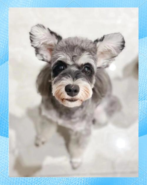 狗狗可以吃感冒冲剂吗,狗狗可以吃感冒灵吗?-第2张图片-后鲨宠物 狗狗可以吃感冒冲剂吗,狗狗可以吃感冒灵吗?-第2张图片-后鲨宠物