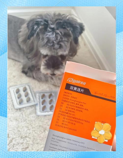 狗狗可以吃感冒冲剂吗,狗狗可以吃感冒灵吗?-第3张图片-后鲨宠物 狗狗可以吃感冒冲剂吗,狗狗可以吃感冒灵吗?-第3张图片-后鲨宠物