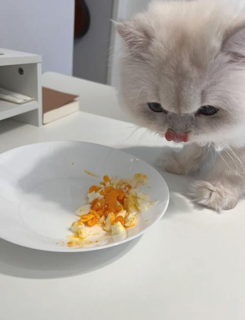 猫咪可以吃水煮蛋吗,猫咪能不能吃水煮鸡蛋-第3张图片-后鲨宠物 猫咪可以吃水煮蛋吗,猫咪能不能吃水煮鸡蛋-第3张图片-后鲨宠物