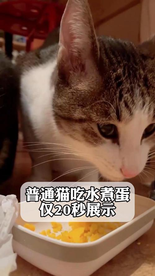 猫咪可以吃水煮蛋吗,猫咪能不能吃水煮鸡蛋-第4张图片-后鲨宠物 猫咪可以吃水煮蛋吗,猫咪能不能吃水煮鸡蛋-第4张图片-后鲨宠物
