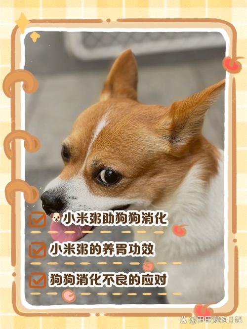 狗狗能吃小米吗,狗狗能吃小米粥吗?-第3张图片-后鲨宠物 狗狗能吃小米吗,狗狗能吃小米粥吗?-第3张图片-后鲨宠物