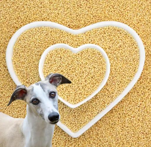 狗狗能吃小米吗,狗狗能吃小米粥吗?-第2张图片-后鲨宠物 狗狗能吃小米吗,狗狗能吃小米粥吗?-第2张图片-后鲨宠物