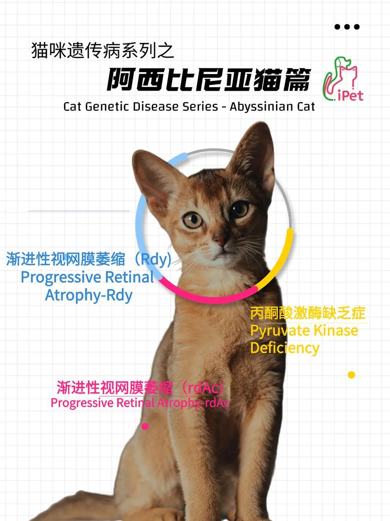 猫咪毛球症严重怎么办,猫咪毛球症有什么症状?-第3张图片-后鲨宠物 猫咪毛球症严重怎么办,猫咪毛球症有什么症状?-第3张图片-后鲨宠物