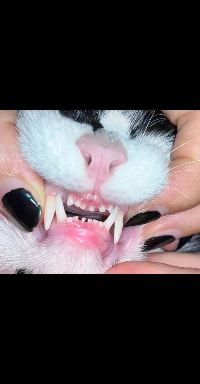 猫咪牙齿断了怎么办,猫咪牙齿断了一半是咋回事?-第1张图片-后鲨宠物 猫咪牙齿断了怎么办,猫咪牙齿断了一半是咋回事?-第1张图片-后鲨宠物