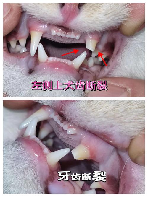 猫咪牙齿断了怎么办,猫咪牙齿断了一半是咋回事?-第3张图片-后鲨宠物 猫咪牙齿断了怎么办,猫咪牙齿断了一半是咋回事?-第3张图片-后鲨宠物