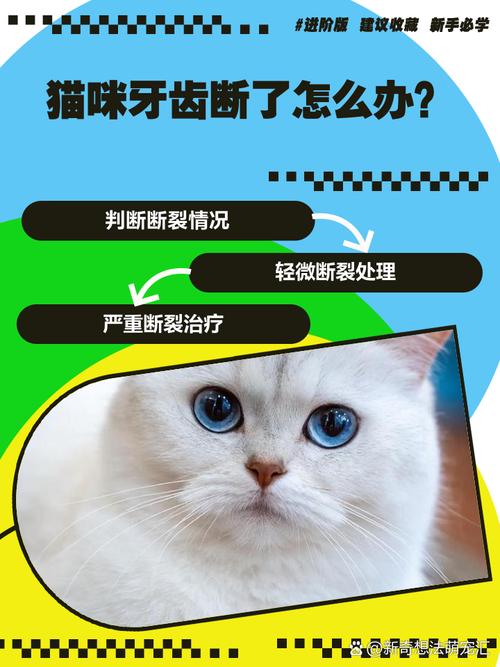 猫咪牙齿断了怎么办,猫咪牙齿断了一半是咋回事?-第5张图片-后鲨宠物 猫咪牙齿断了怎么办,猫咪牙齿断了一半是咋回事?-第5张图片-后鲨宠物